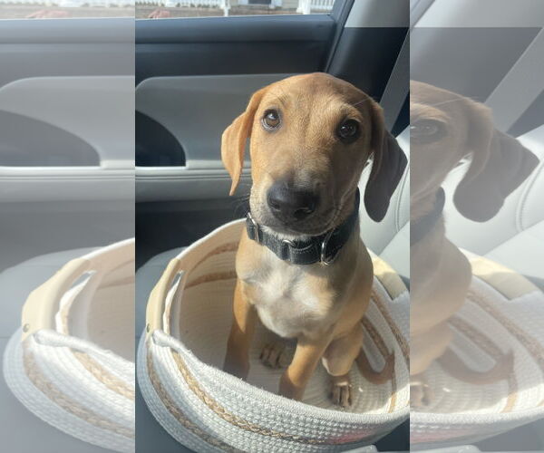 Medium Photo #2 Labsky Puppy For Sale in Virginia Beach, VA, USA