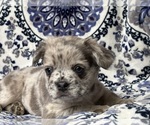 Small #1 French Bulldog