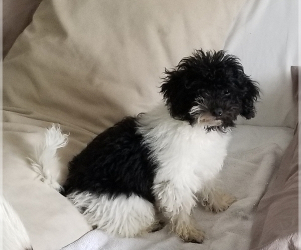 Medium Photo #3 Poodle (Toy) Puppy For Sale in BRYAN, TX, USA