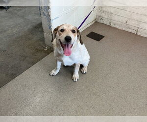 Beagle-Unknown Mix Dogs for adoption in San Bernardino, CA, USA