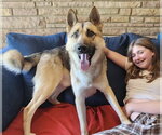Small #2 Gerberian Shepsky