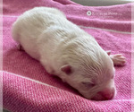 Image preview for Ad Listing. Nickname: Lola