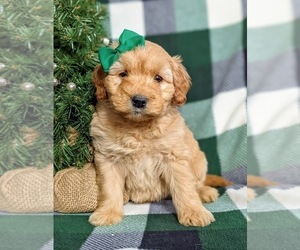 Double Doodle Puppy for sale in CHRISTIANA, PA, USA