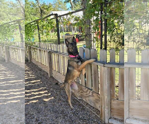 Medium Photo #7 German Shepherd Dog Puppy For Sale in Houston, TX, USA