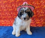 Small Photo #3 Miniature Bernedoodle Puppy For Sale in PLACERVILLE, CA, USA