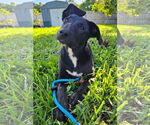 Small #3 German Shepherd Dog Mix