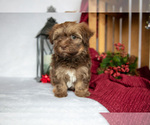 Small #2 Havanese