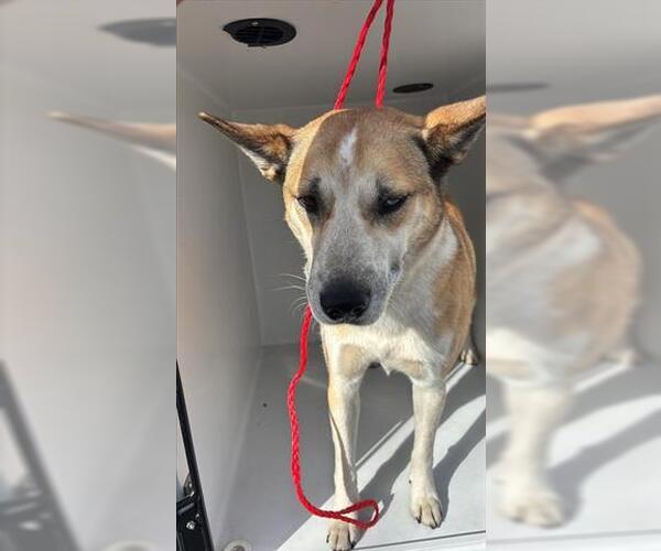 Medium Photo #1 Mutt Puppy For Sale in Houston, TX, USA