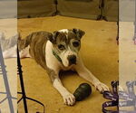 Small #10 American Pit Bull Terrier Mix