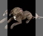 Puppy 5 American Staffordshire Terrier-Labrador Retriever Mix
