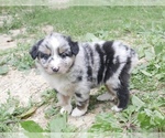Puppy Pansy Australian Shepherd