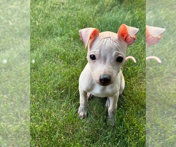 Medium Photo #4 Miniature American Hairless Terrier Puppy For Sale in MEDFORD, MA, USA