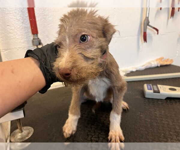 Medium Photo #1 Mutt Puppy For Sale in Corona, CA, USA