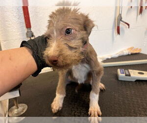 Mutt Dogs for adoption in Corona, CA, USA