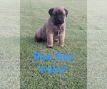 Small #1 Cane Corso