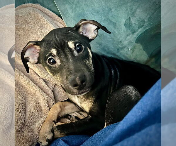 Medium Photo #2 Rat Terrier-Unknown Mix Puppy For Sale in Atlanta, GA, USA