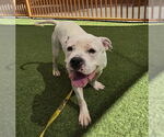 Small #1 American Pit Bull Terrier Mix