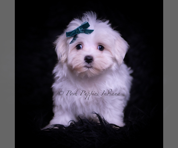 Medium Photo #2 Maltese Puppy For Sale in WARSAW, IN, USA