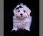 Small #1 Maltese