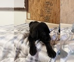 Small #1 Labrador Retriever