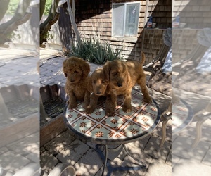 Golden Retriever Puppy for Sale in MODESTO, California USA