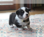 Small #1 Pembroke Welsh Corgi