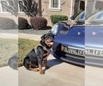 Small #12 Rottweiler