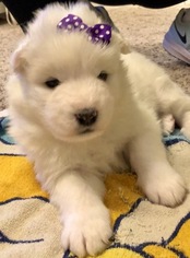 Samoyed Puppy for sale in KEARNEY, MO, USA