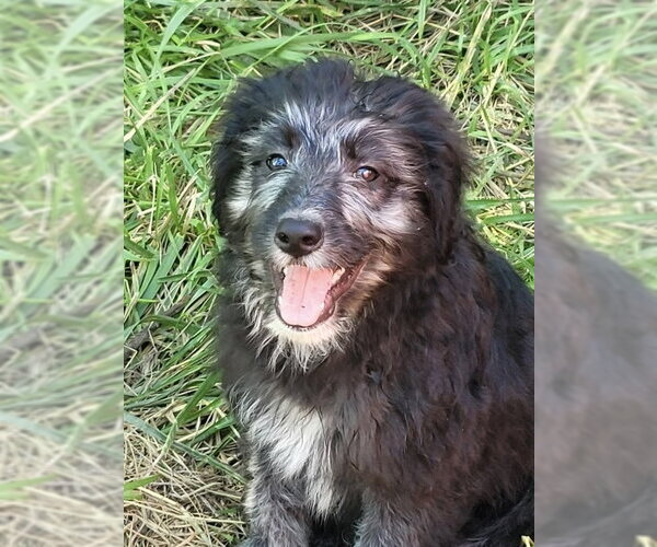 Medium Photo #1 Aussiedoodle Puppy For Sale in Bolivar, MO, USA