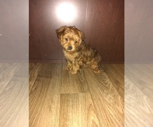 Poodle (Toy)-Yorkshire Terrier Mix Puppy for sale in LAPEER, MI, USA