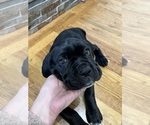 Small Photo #8 Cane Corso Puppy For Sale in ARDEN, NC, USA
