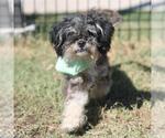 Small Miniature Schnauzer Mix
