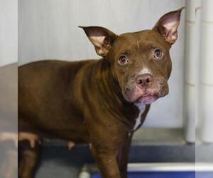 American Staffordshire Terrier-Unknown Mix Dogs for adoption in San Antonio, TX, USA