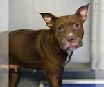 Small American Staffordshire Terrier Mix