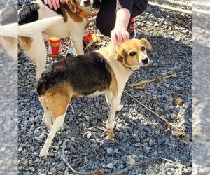 Beagle-Unknown Mix Dogs for adoption in Hinton, WV, USA