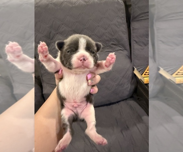 Medium Photo #1 Boston Terrier Puppy For Sale in FREDONIA, KS, USA