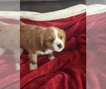 Small Photo #11 Aussalier Puppy For Sale in MAPLETON, OR, USA