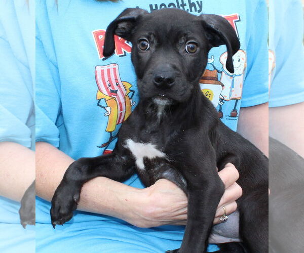 Medium Photo #3 Mutt Puppy For Sale in Prattville, AL, USA