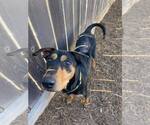 Small #17 Doberman Pinscher-Pointer Mix