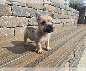 Cairn Terrier Puppy for sale in CARLYLE, IL, USA