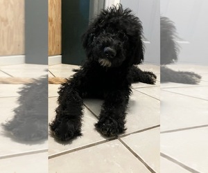 Labradoodle Puppy for sale in DAVENPORT, IA, USA