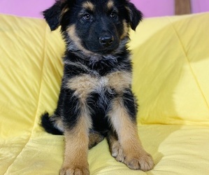German Shepherd Dog Puppy for sale in ELK RIVER, MN, USA