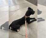 Small #11 American Pit Bull Terrier-Staffordshire Bull Terrier Mix