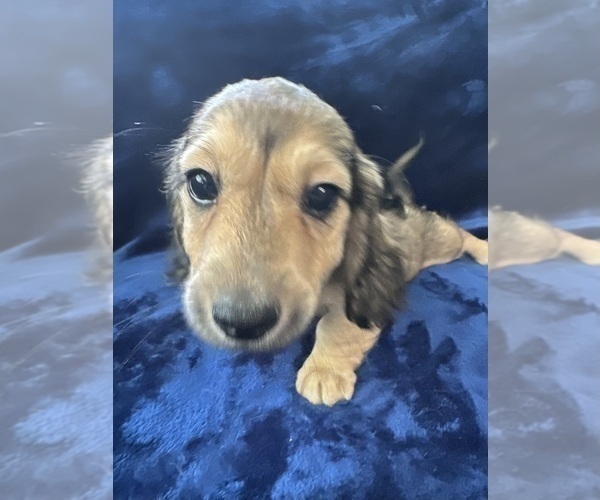 Medium Photo #16 Dachshund Puppy For Sale in MEMPHIS, TN, USA