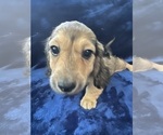 Small #15 Dachshund