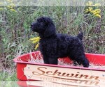Small Photo #1 Poodle (Standard) Puppy For Sale in LAKE CITY, FL, USA