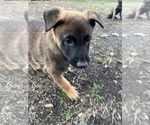 Small Photo #5 Belgian Malinois Puppy For Sale in DALLAS, TX, USA