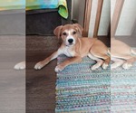 Small Labrador Retriever Mix