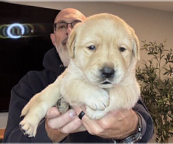 Medium Photo #54 Labrador Retriever Puppy For Sale in HIGH POINT, NC, USA