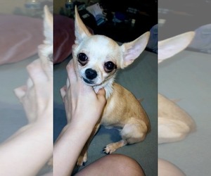 Chihuahua Puppy for sale in SAN ANTONIO, TX, USA